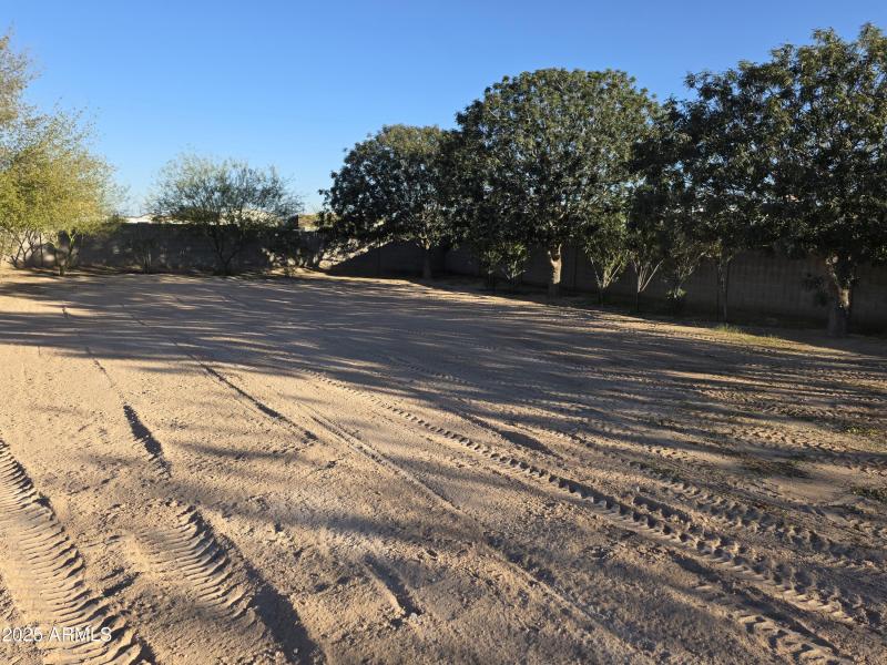 A lot of Trees in backyard