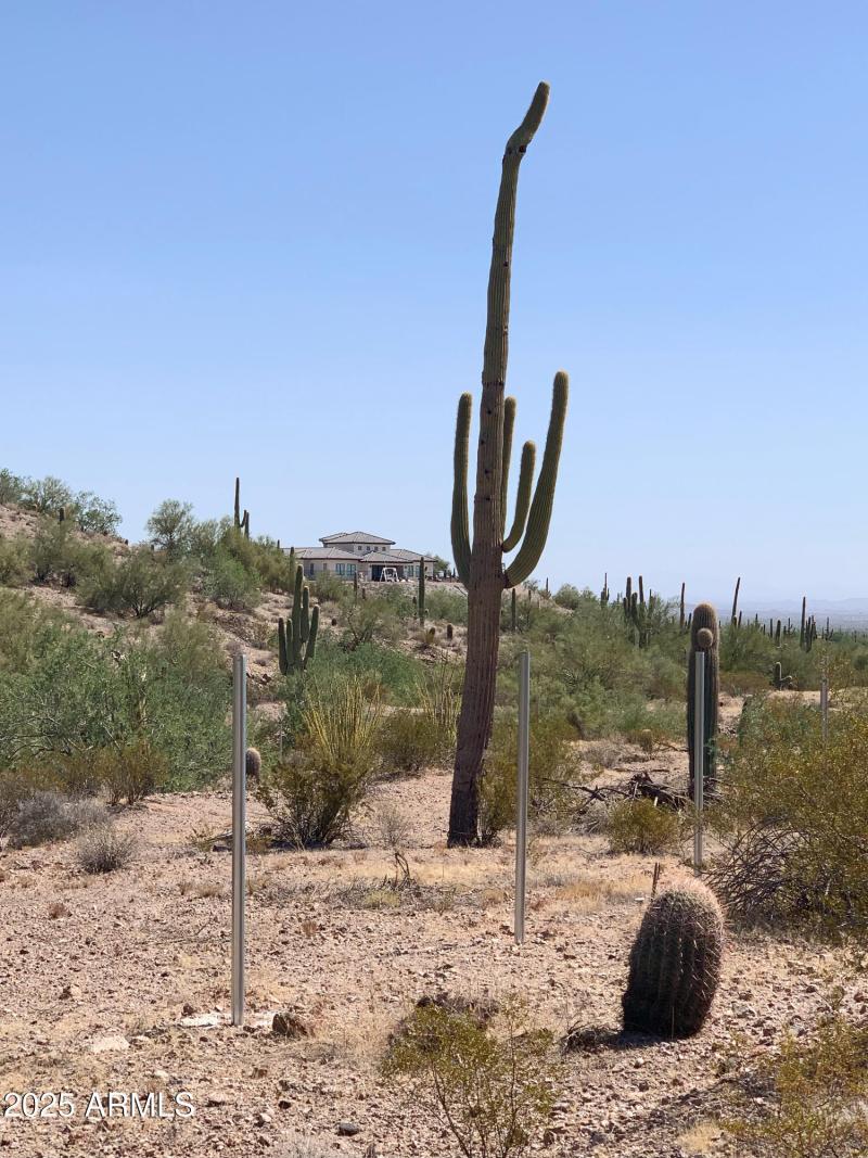 Multiple Stately Saguaros!