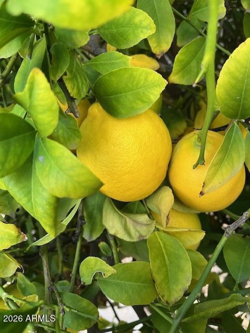 Meyer Lemons