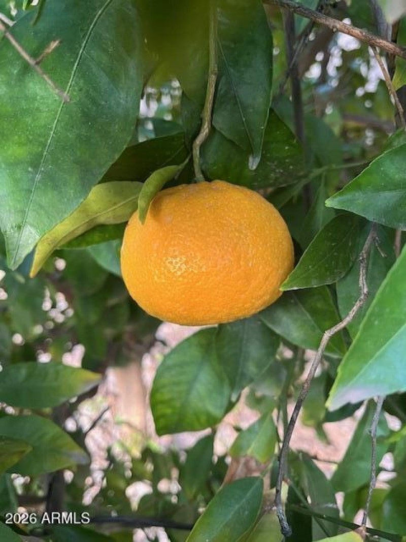 Mandarin Orange