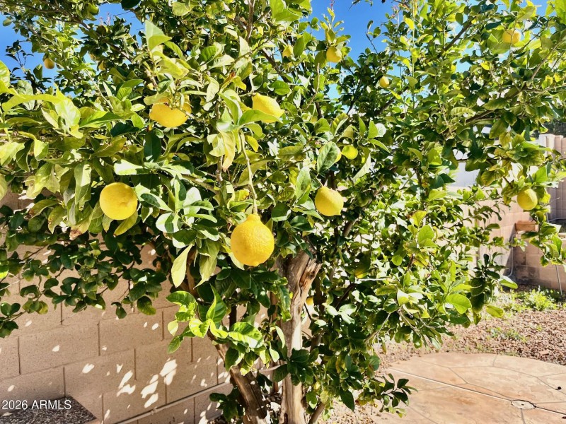 Lemon Tree