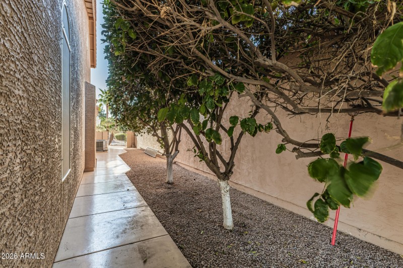 Citrus Trees in Side Yard