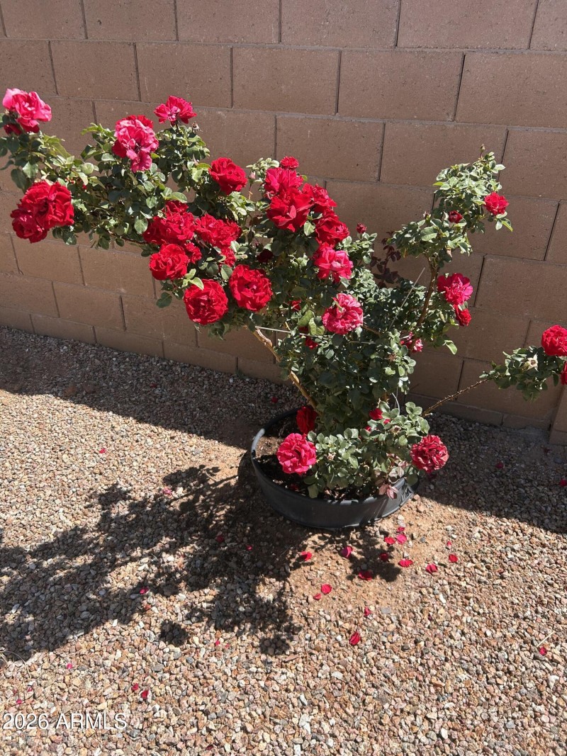 Gorgeous Backyd Rose Bushes!!