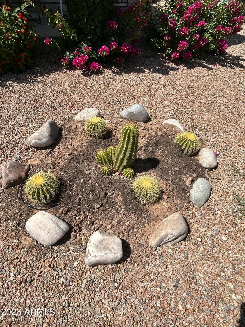 Cactus Garden!!