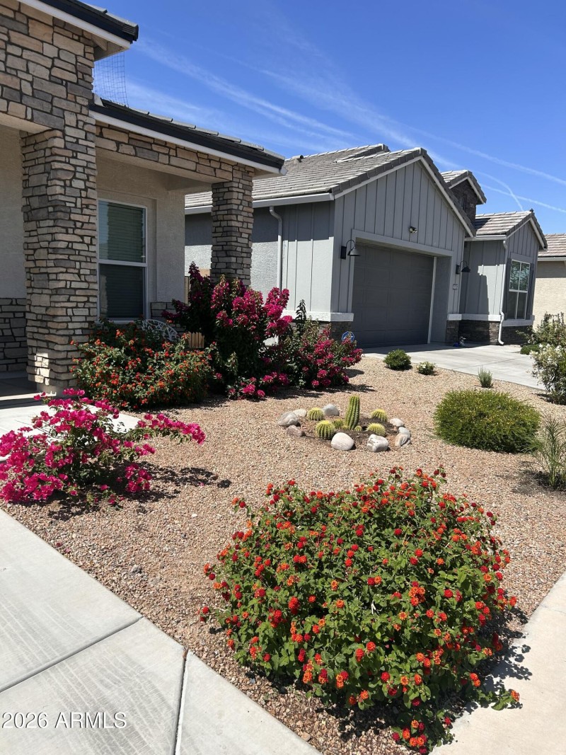 Mature Desert Plants!!