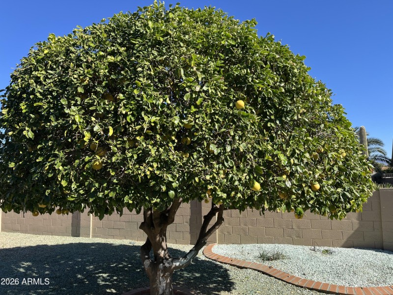Citrus tree