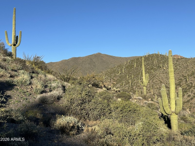 003_Saguaro Studded Hillside