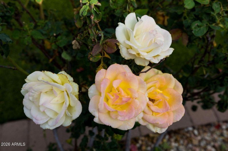 16375 W Whitton Ave Rose Close-up 2