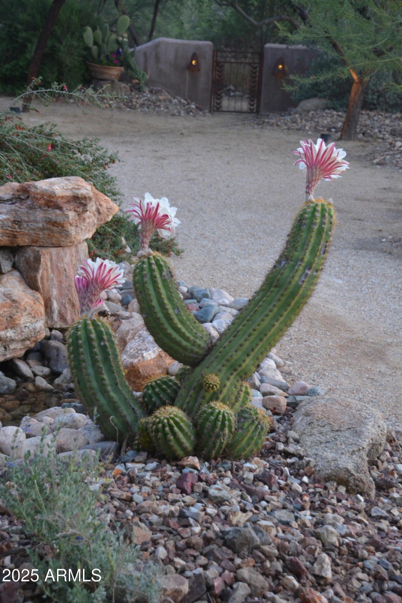 Blooming around house 2 - Copy