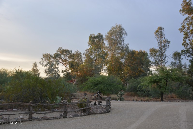 Drive and cactus - Copy