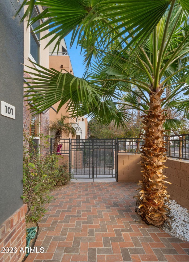 Palm Tree in your Patio!