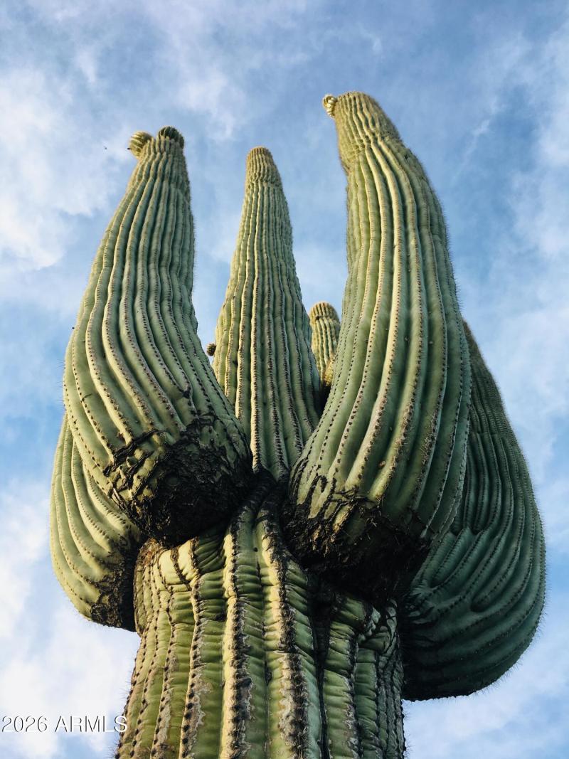 Majestic Saguaro on 3.4 Acres