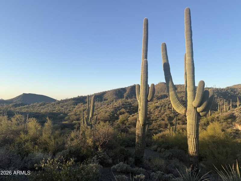 004_Large Saguaros Onsite