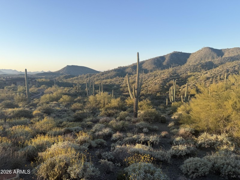 007_Lush Sonoran Desert