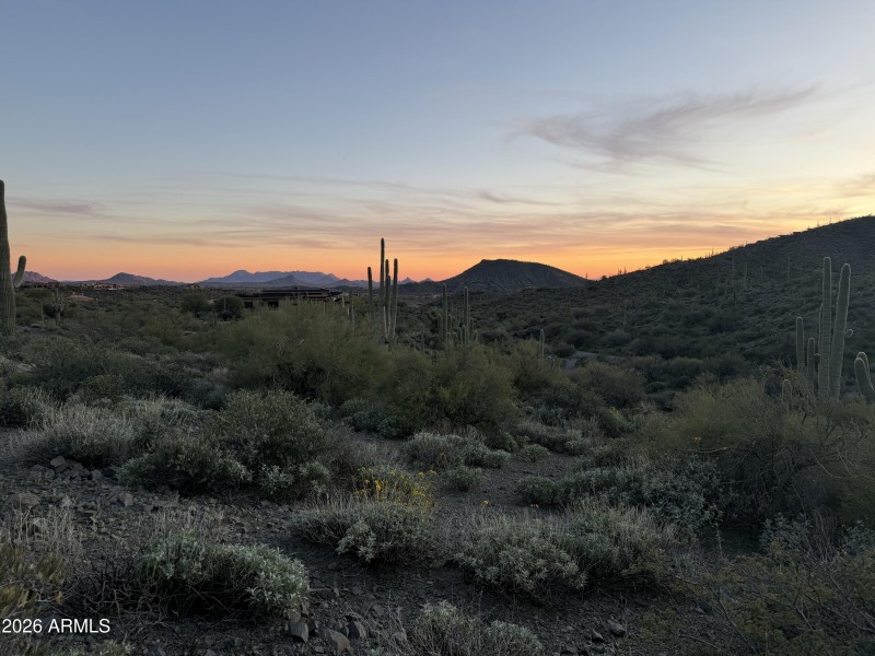 011_318 Saguaro Forest