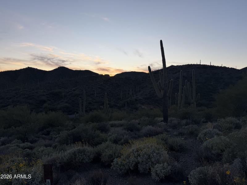 013_Twilight Silhouettes