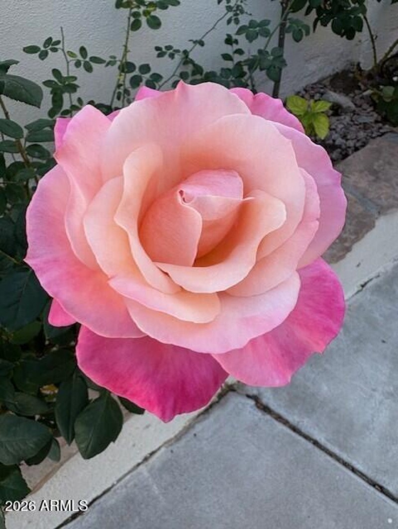 Brookside Rose photo #1