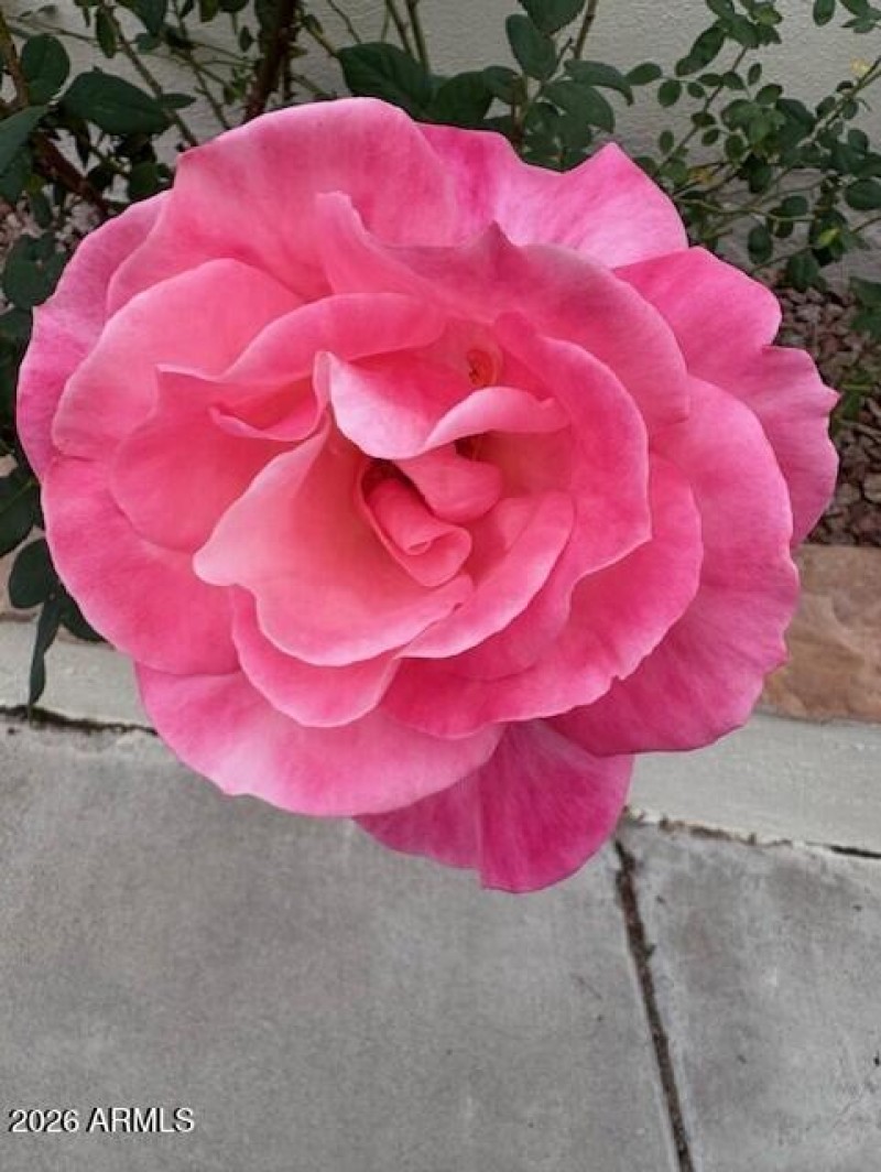 Brookside Rose photo #2