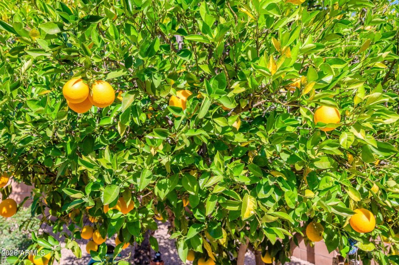 22-web-or-mls-Halifax-29