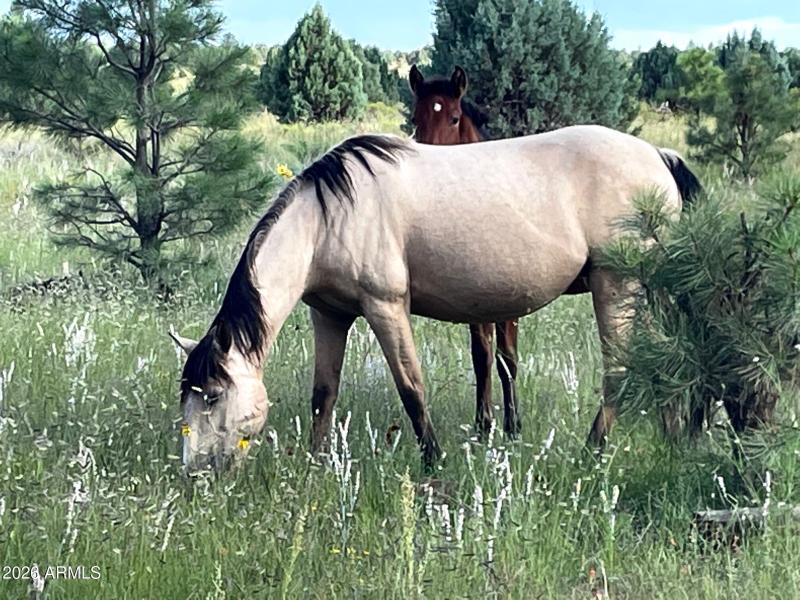 WILD HORSES IN FOREST BEHIND BISON RANCH