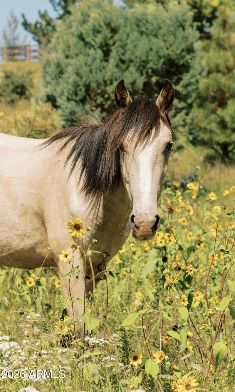 WILD HORSES IN FOREST BEHIND BISON RANCH