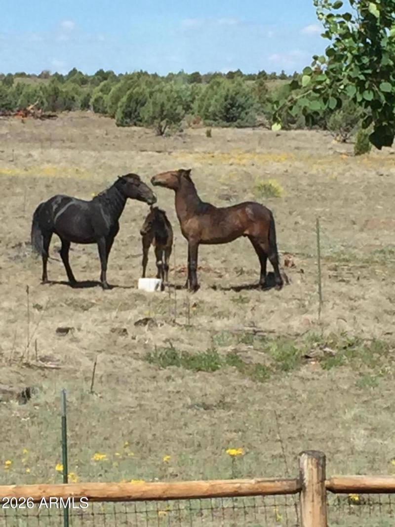 WILD HORSES IN FOREST BEHIND BISON RANCH