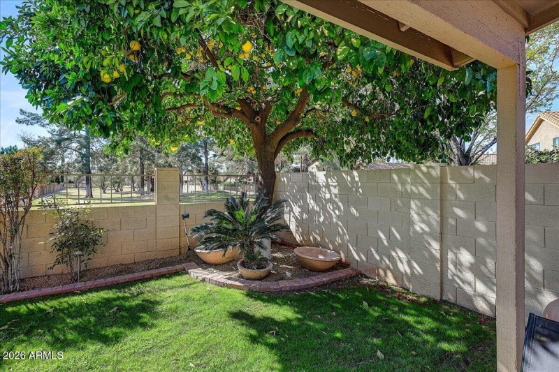 Grapefruit Tree and View