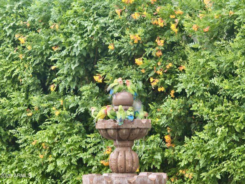 4710 N 78th St - Parrots