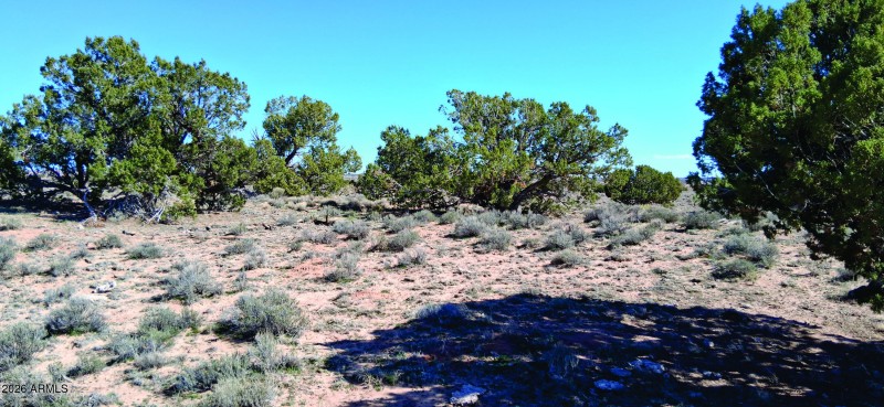 207-71-002 Vegetation.jpg