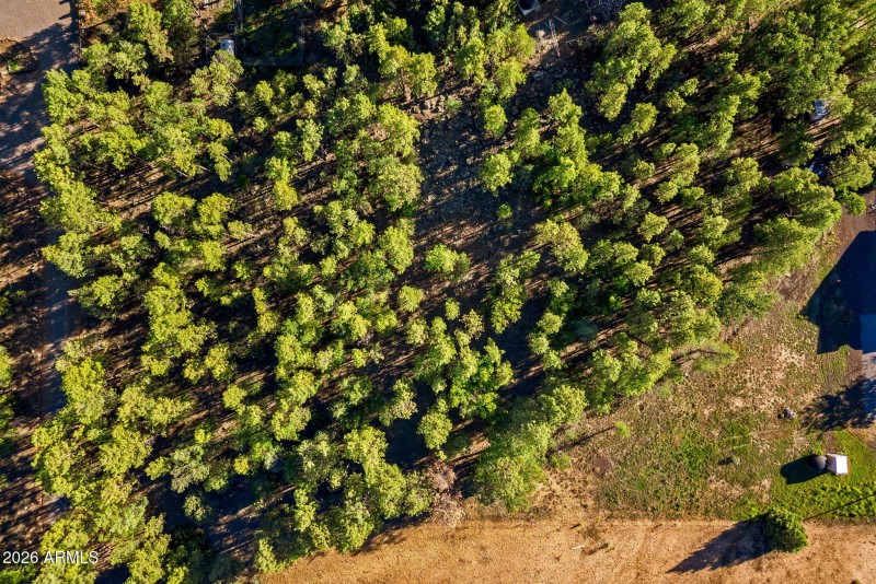 Lots of pines on 2.55 acre piece
