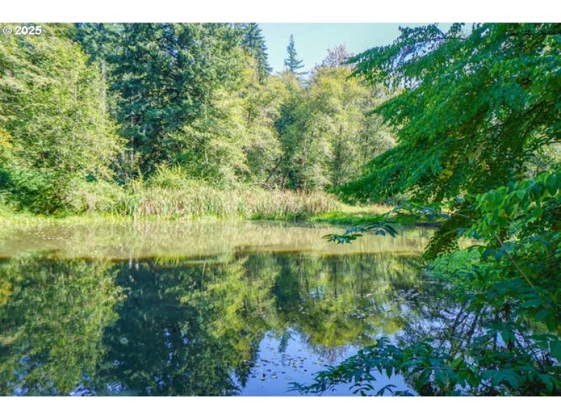 Pond