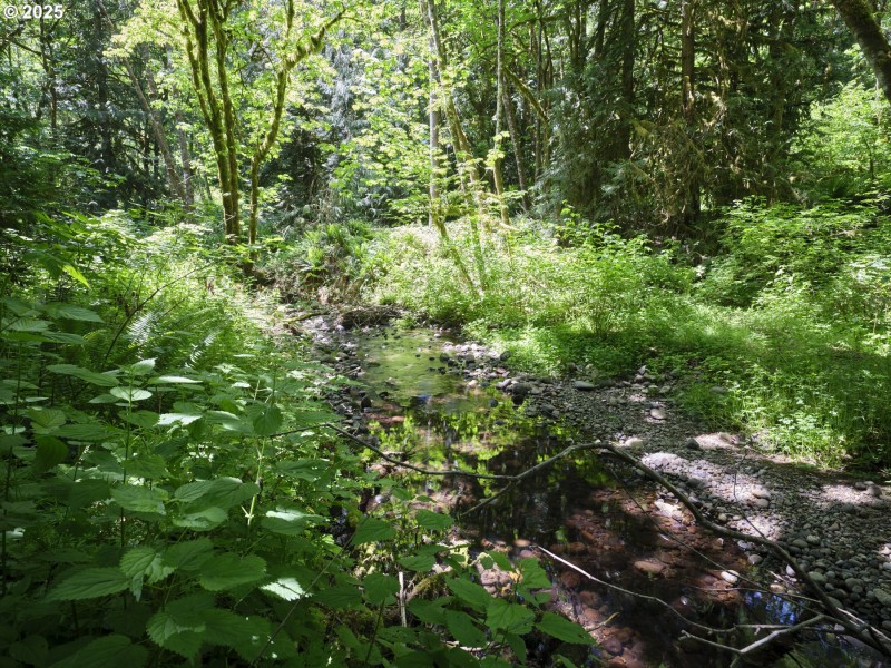 Creek