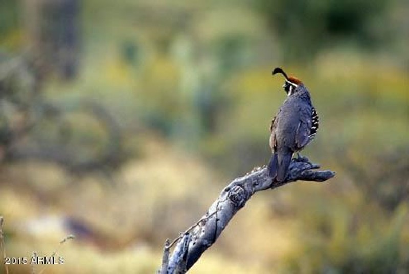 Wildlife
