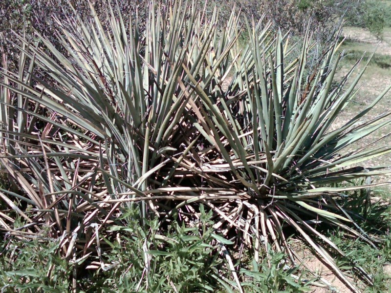 NATIVE LANDSCAPING