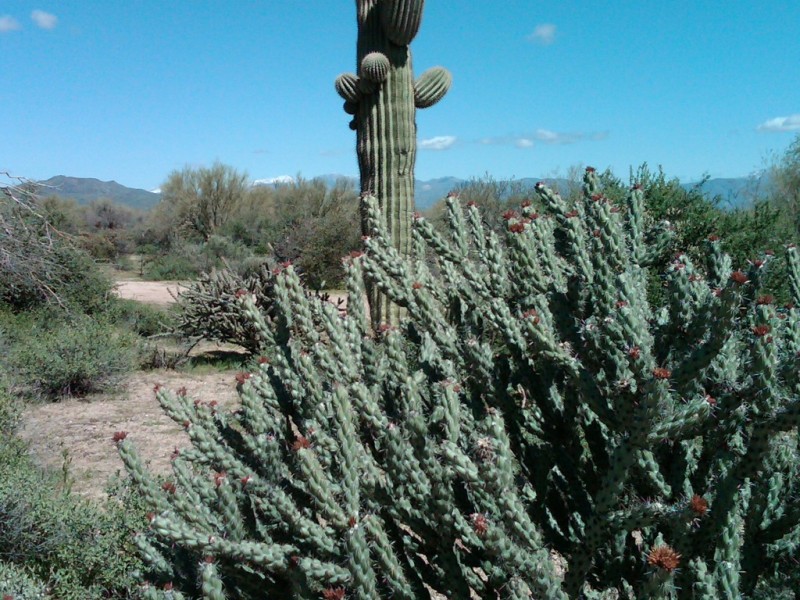 A VARIETY OF CACTI