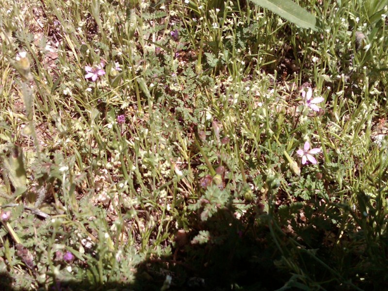 WILDFLOWERS ON THE LOT