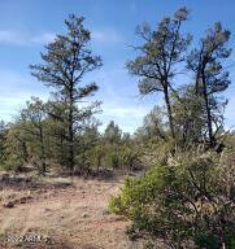 Prcl 4 pinion pines