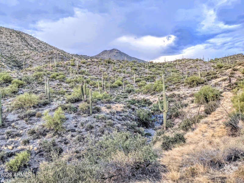 005_Lush Sonoran Desert