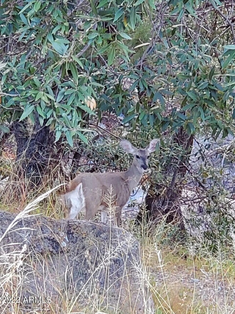 Madera Canyon