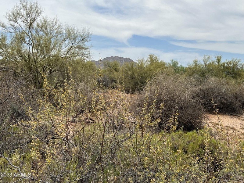 Lush Desert Vegetation