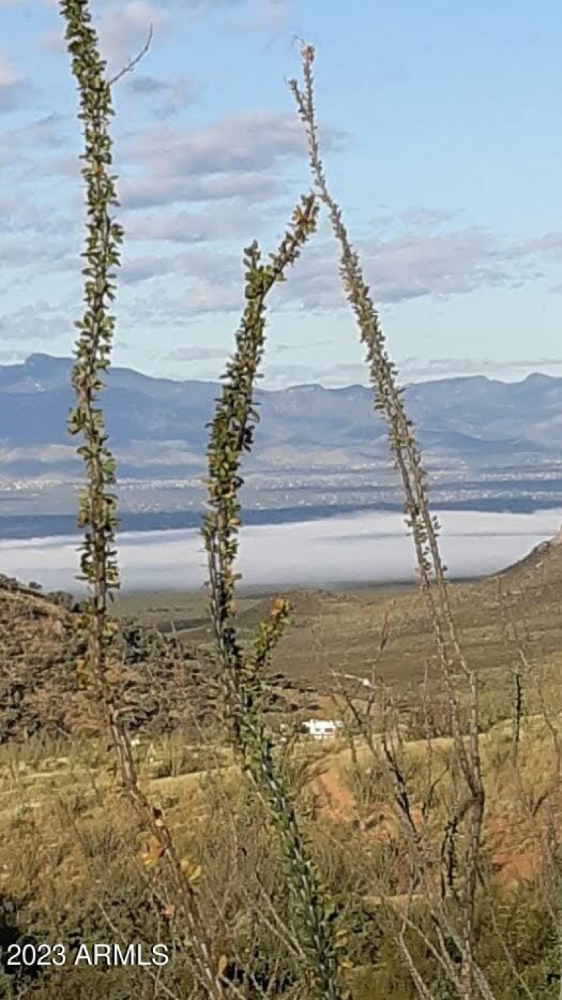 Lupine 3