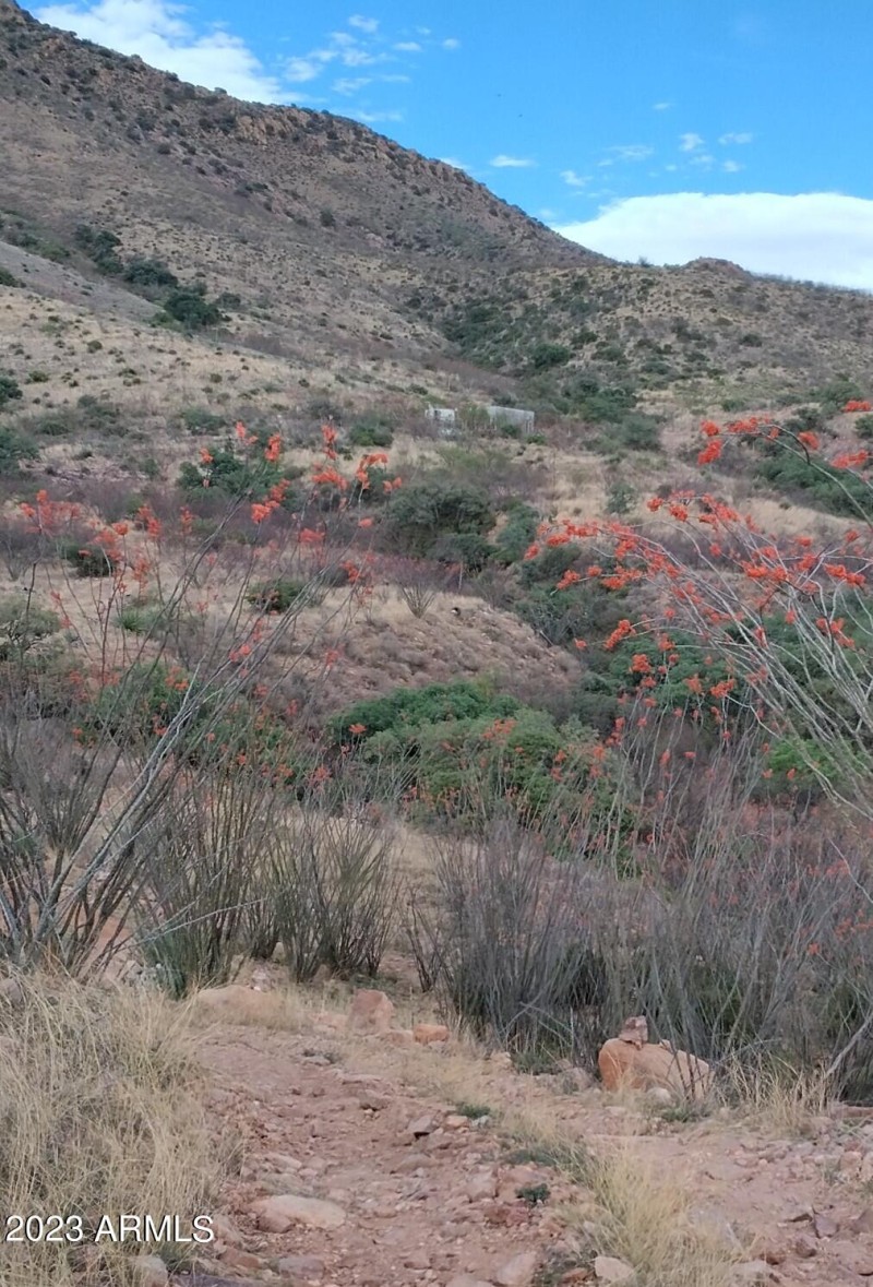 Lupine 6
