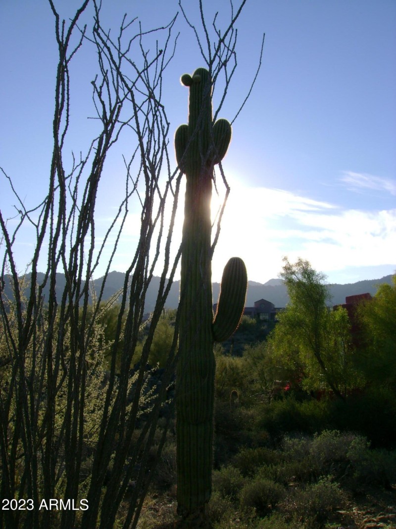 Saguaro on lot