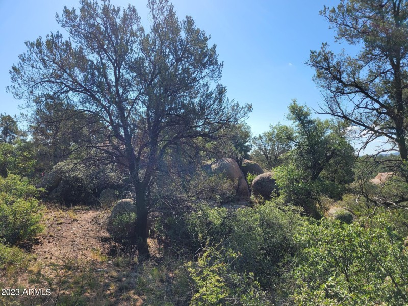 Lots of trees