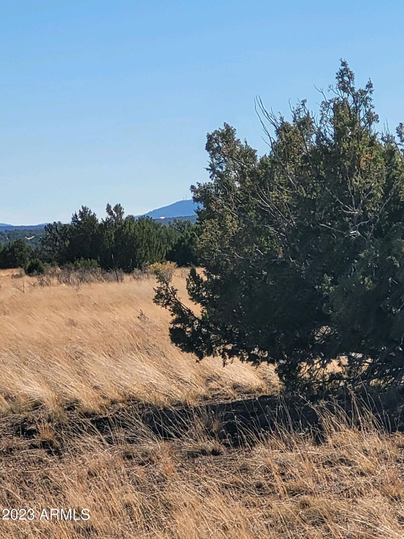 SIDE TREE 2