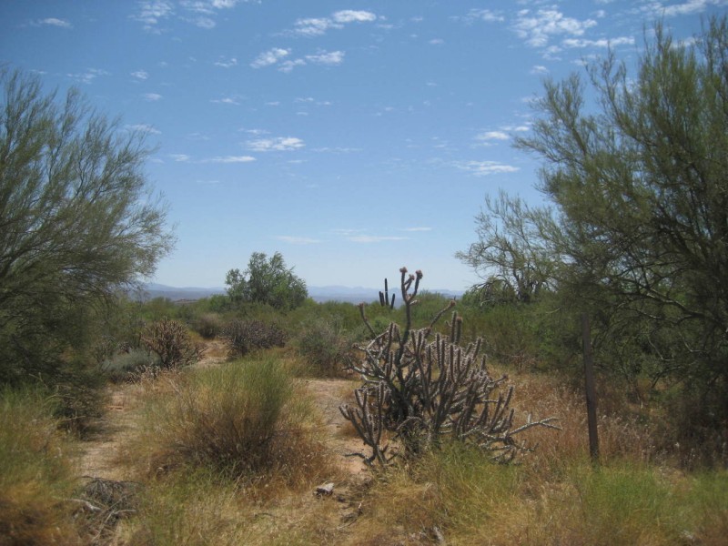 Great vegetation
