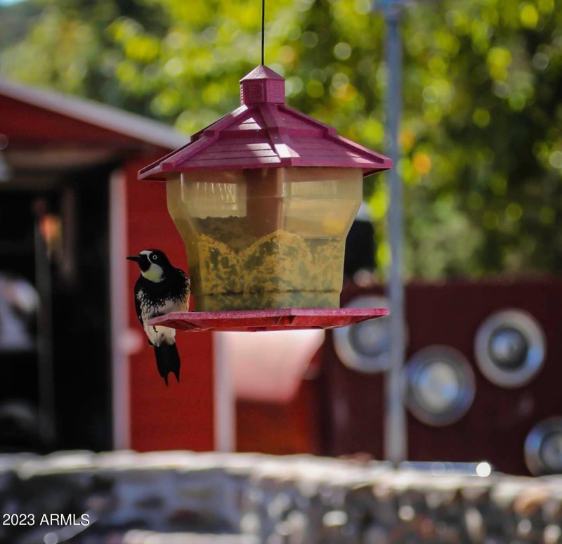 Bird Watching