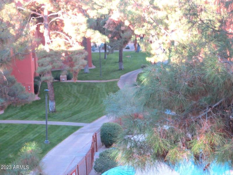 5 402 MORNING PATH WITH PINES