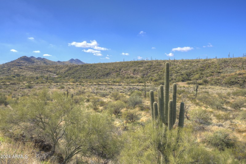 On the Banks of Cave Creek