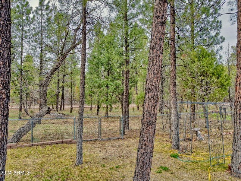 Tranquil Tall Pines